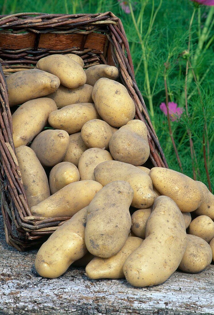 Freshly harvested potatoes (Solanum tuberosum) in basket
