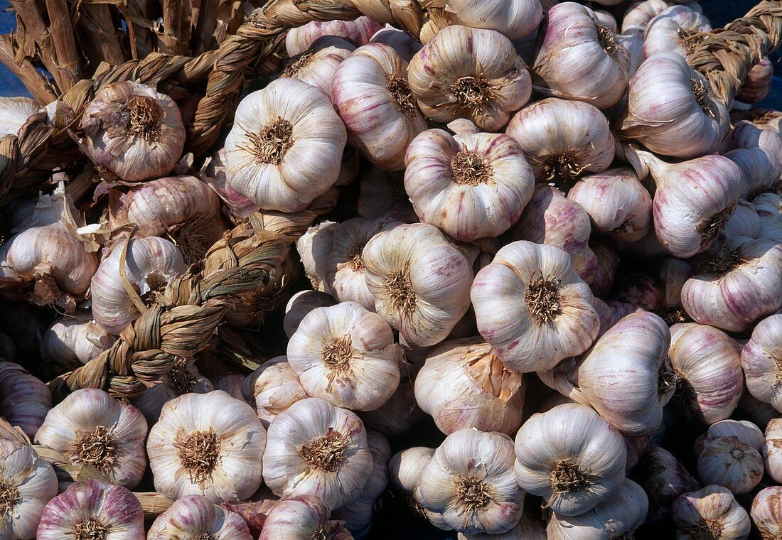 Frisch geernteter Knoblauch (Allium tuberosum), sauber und zu Zoepfen geflochten zum trocknen