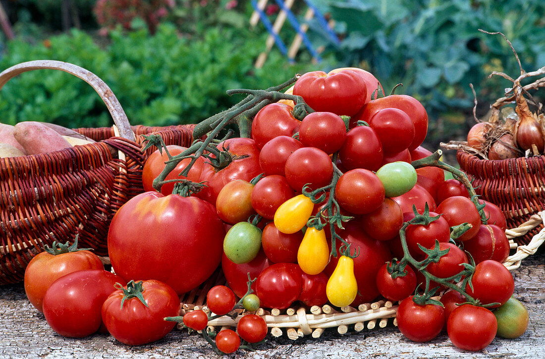 Freshly harvested tomatoes (Lycopersicon): Cocktail tomatoes, round tomatoes and beef tomatoes.