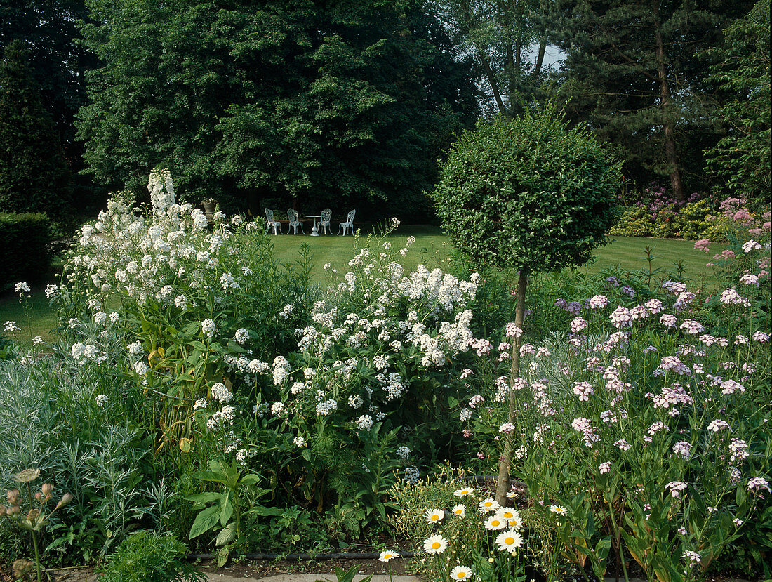 Beet mit Hesperis (Nachtviolen), Delphinium (Rittersporn) und Ligustrum (Liguster) Stamm im Kübel, im Hintergrund weiße Sitzgruppe im Schatten unterm Baum