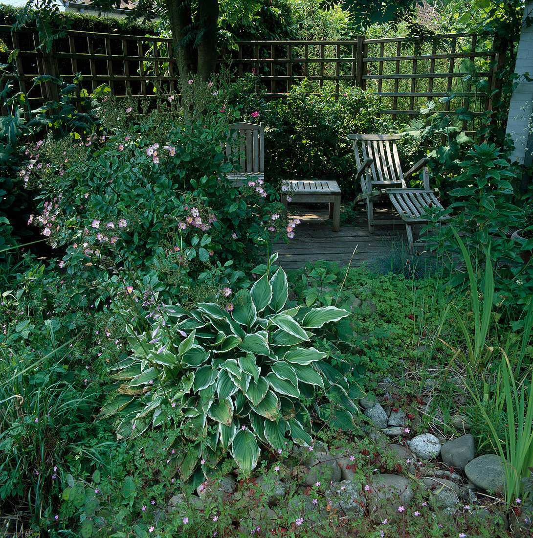 Shade terrace with trellis, deck chair and side table, Rosa (roses), Hosta (hostas) and Geranium robertianum (Ruprechtskraut) between coarse pebbles
