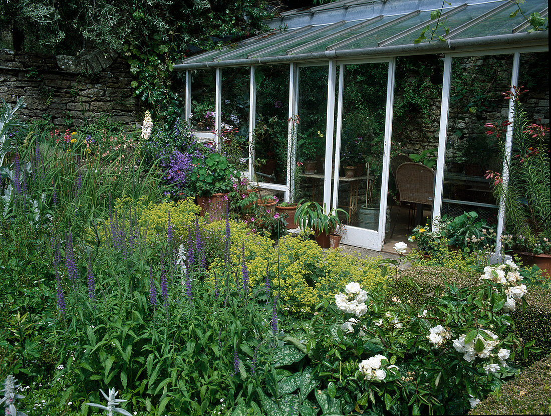 Rosa (Rosen), Veronica (Ehrenpreis), Alchemilla mollis (Frauenmantel), Wintergarten an Natursteinmauer