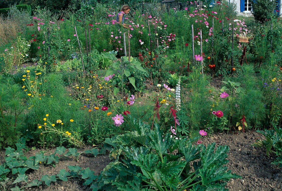 Farmer's garden with courgettes (Cucurbita), cucumbers (Cucumis), cosmos (jewelweed), lupinus (lupine), calendula (marigolds), zinnia (zinnias), tomatoes (Lycopersicon), helianthus (sunflower), woman cutting flowers.