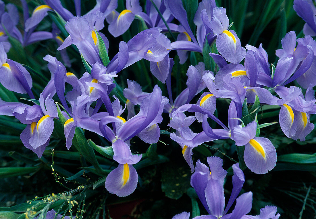 Holland Iris (Iris hollandica)