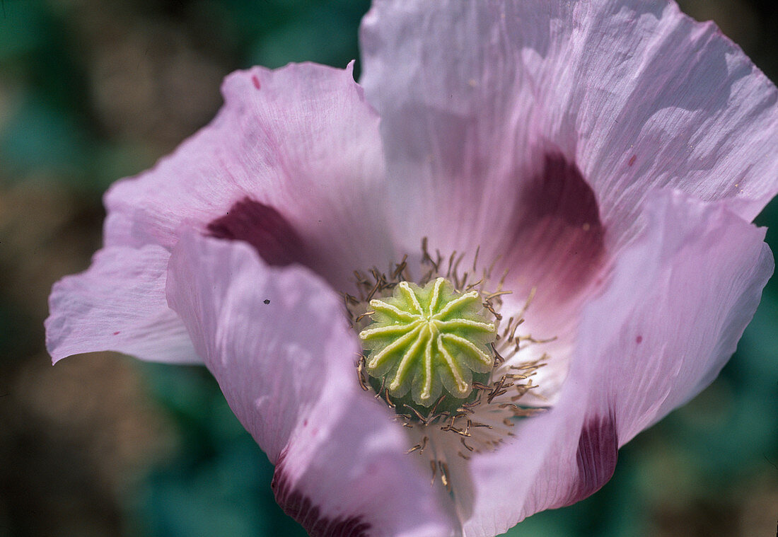 Papaver somniferum (opium poppy)