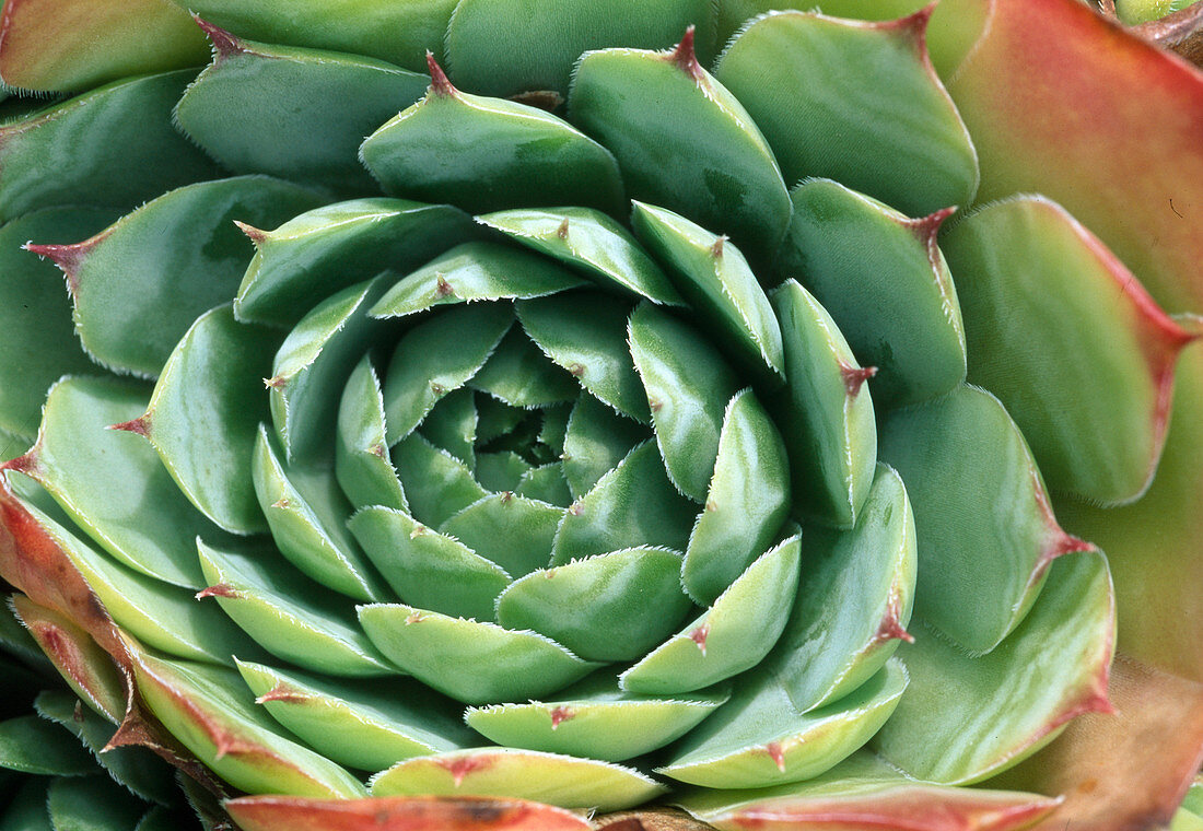 Sempervivum tectorum 'Mondstein' - houseleek, roofleek