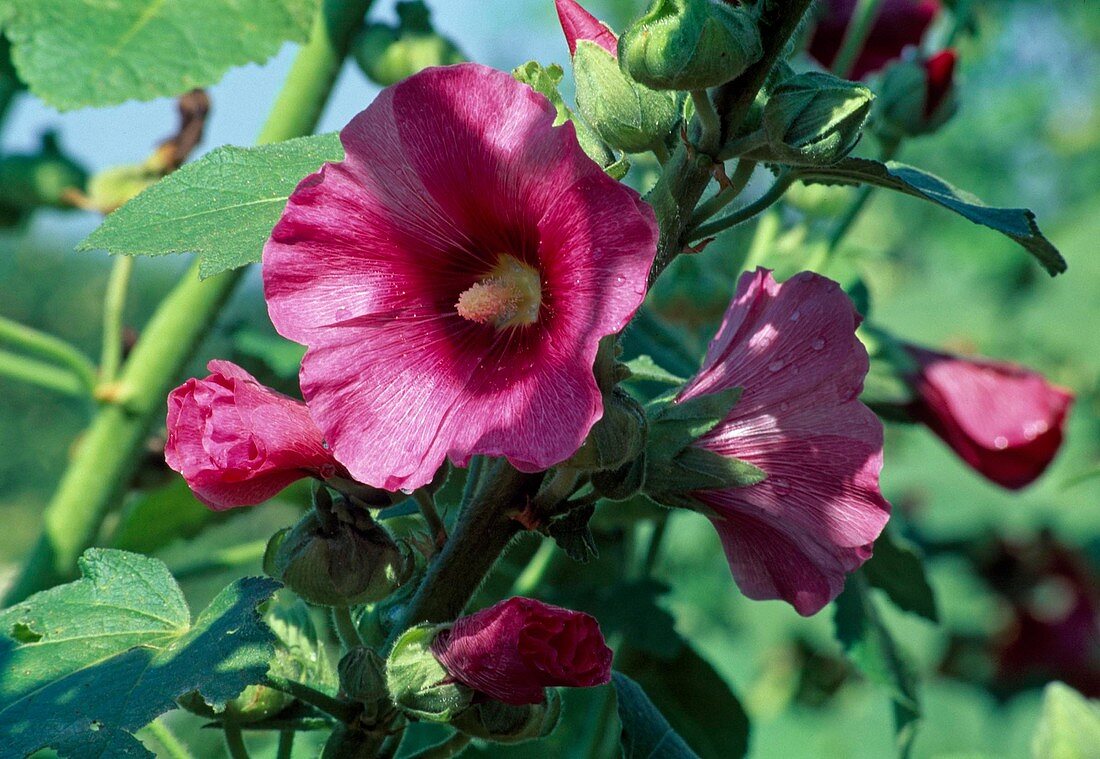 Alcea rosea (Stockrose)