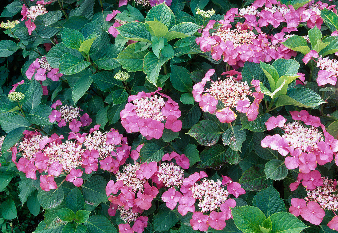 Hydrangea macrophylla