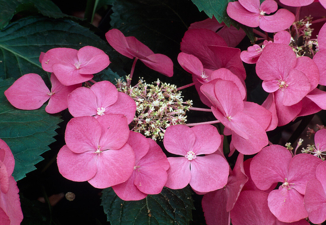 Hydrangea macrophylla