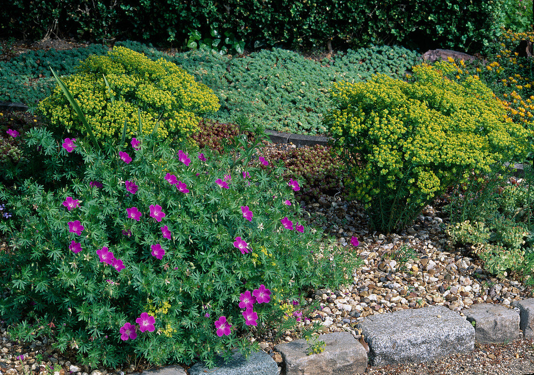 Gravel bed with geranium (cranesbill) and euphorbia (spurge)