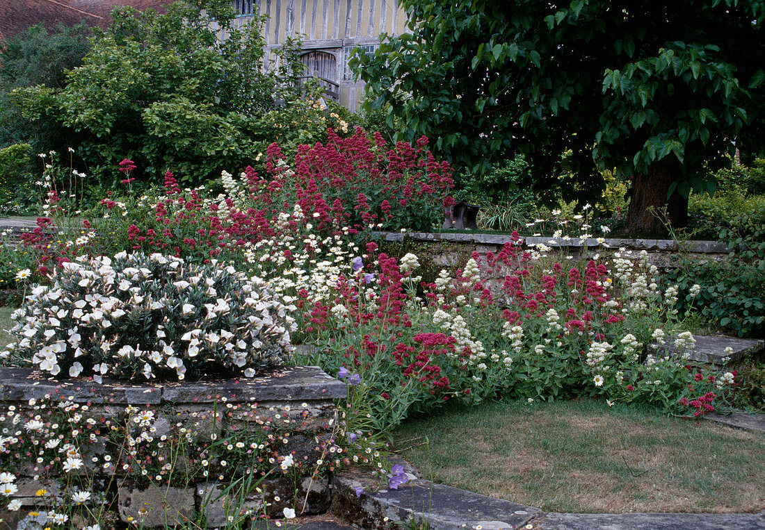 Centranthus ruber (Spornblumen), Convolvulus cneorum (Silberwinde) und Erigeron karvinskianus (Spanisches Gänseblümchen)