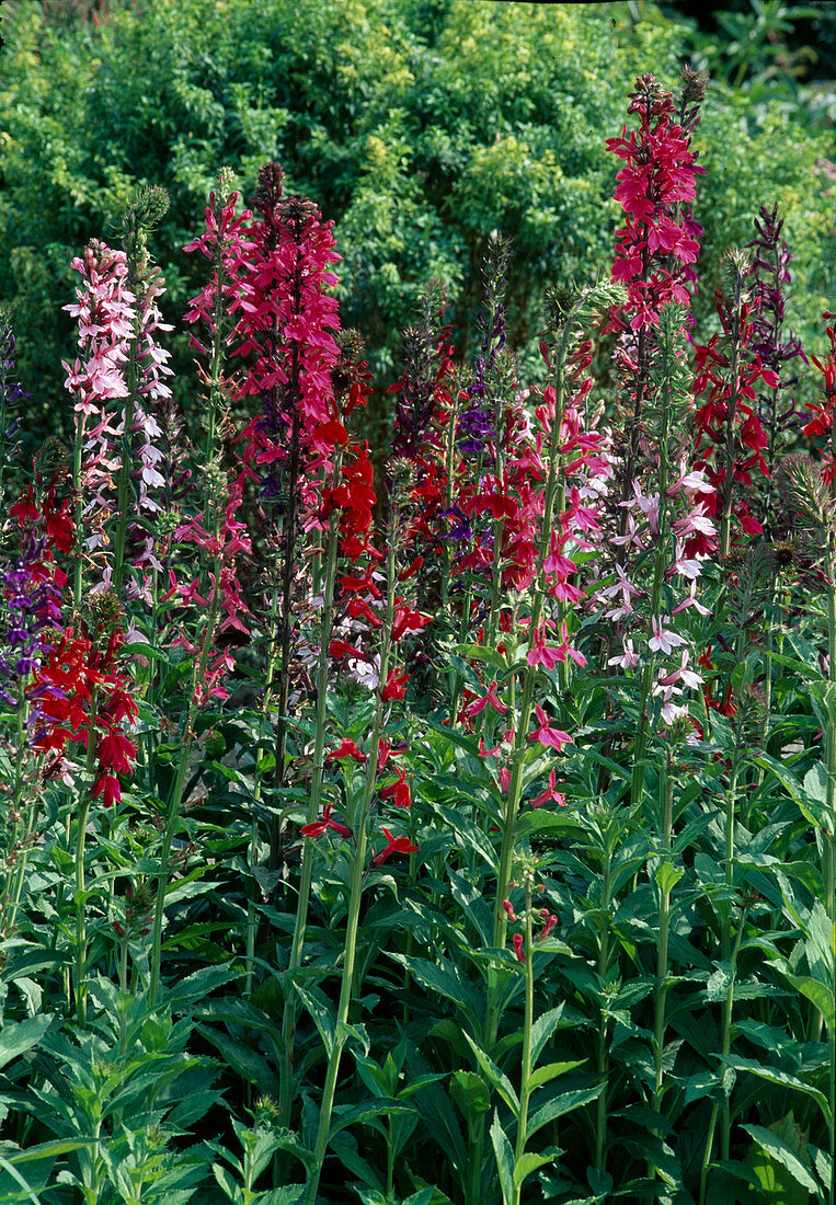 Lobelia Speciosa (Perennial Male Trefoil)