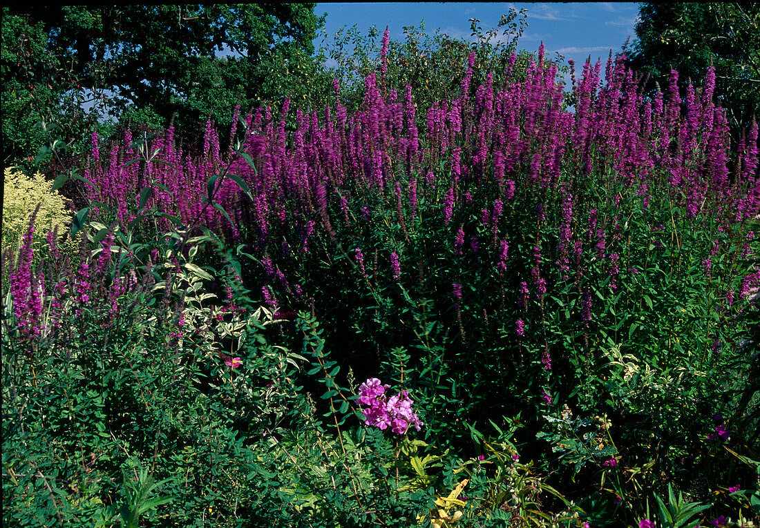 Lythrum salicaria (Purple loosestrife)