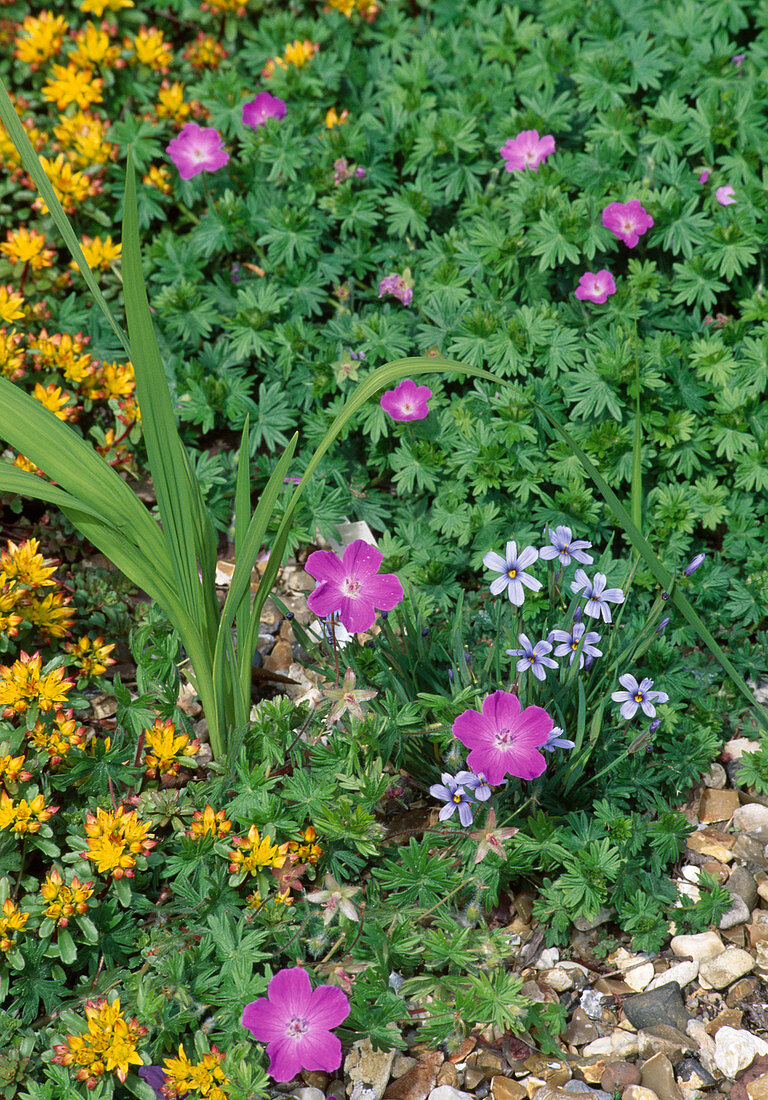 Kiesbeet mit Geranium (Storchschnabel), Sedum (Fetthenne) und Sisyrinchium angustifolium (Binsenlilie)