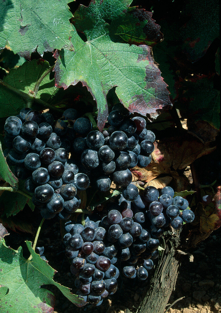 Blaue Weintrauben (Vitis vinifera)