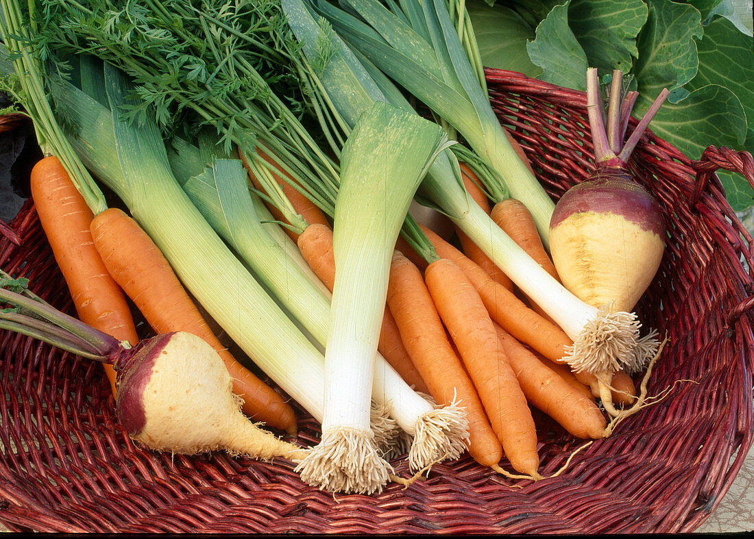 Korb mit frisch geernteten Möhren, Karotten (Daucus carota), Porree, Lauch (Allium porrum) und Rüben (Brassica rapa subsp. rapa)