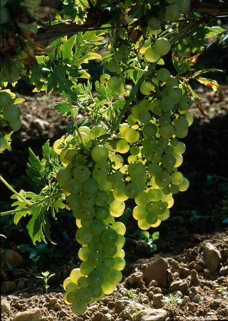 Reife Weintrauben (Vitis vinifera) 'Apiifolia'