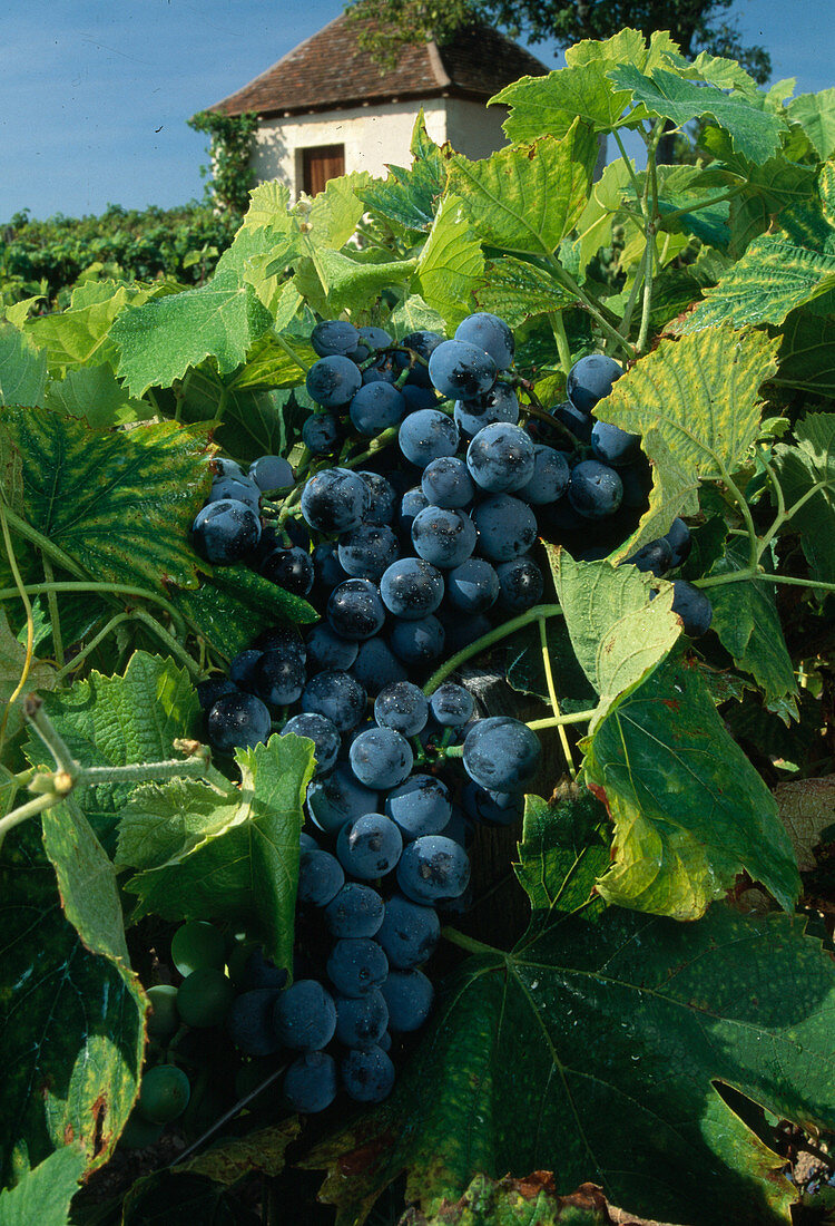 Ripe grapes (Vitis vinifera)