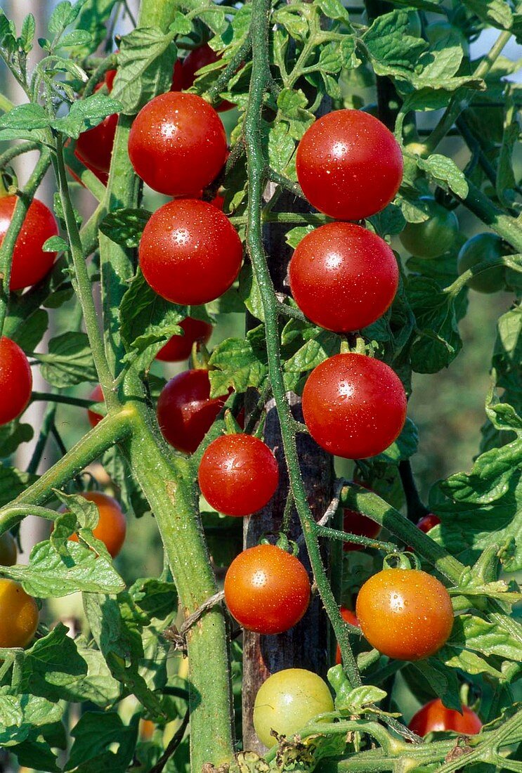 Tomatoes, Cocktail tomatoes (Lycopersicon) in the bed