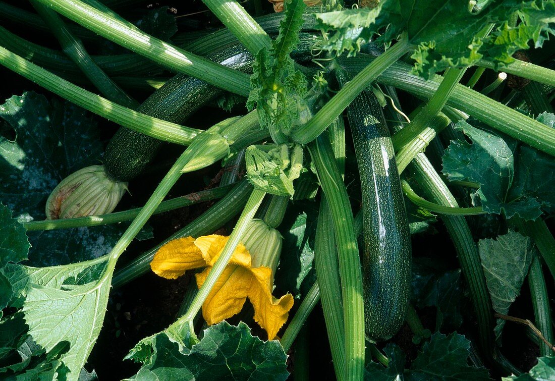 Courgette 'Diamond' (Cucurbita pepo) with fruit, flower and bud
