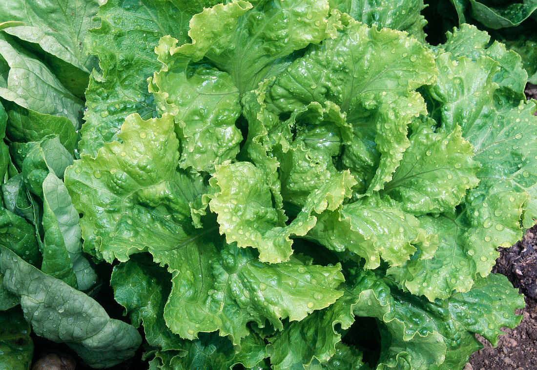 Lettuce 'Batavia'