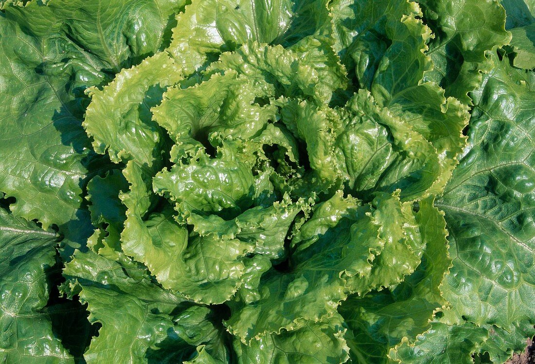 Salat ‘BATAVIA’ – Bild kaufen – 12124129 Gartenbildagentur Friedrich ...