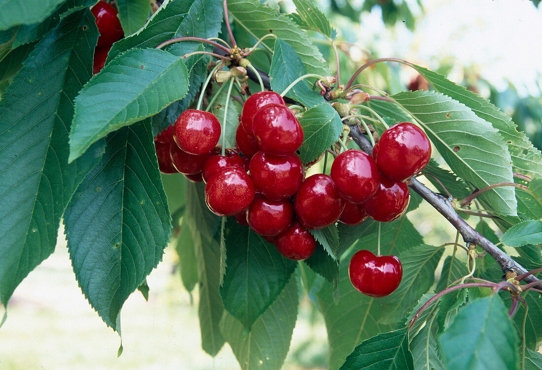 süsskirschen (Prunus avium)