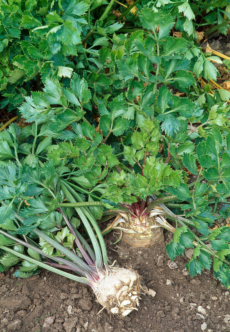 Frisch geernteter Knollensellerie (Apium graveolens) und in der Erde