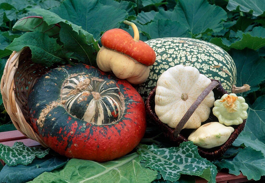 Frisch geerntete Kürbisse: Turbankürbis, Patisson und Siamkürbis (Cucurbita)