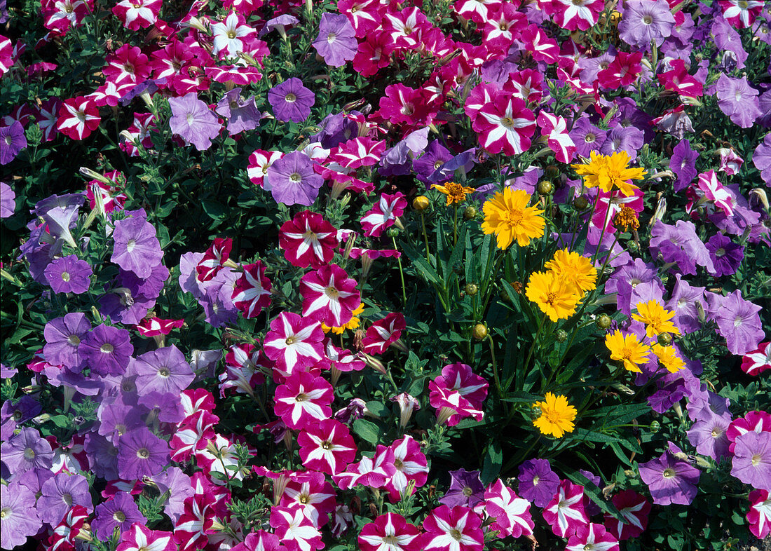 Petunia (Petunien) im Beet als Sommerblumen, Coreopsis lanceolata (Mädchenauge)