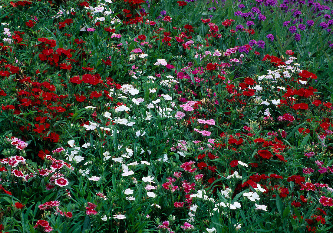 Dianthus Barbatus (Bartnelken)