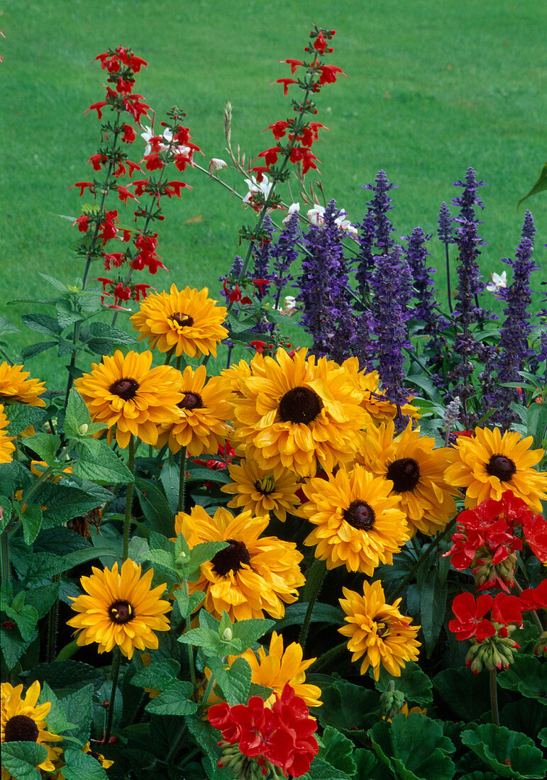 Rudbeckia hirta 'Marmalade' (coneflower), Salvia (sage), Pelargonium (geranium)