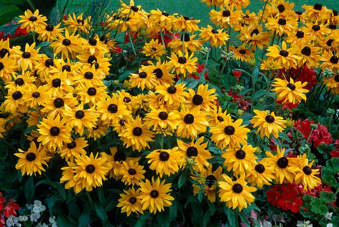 Rudbeckia hirta 'Marmalade'