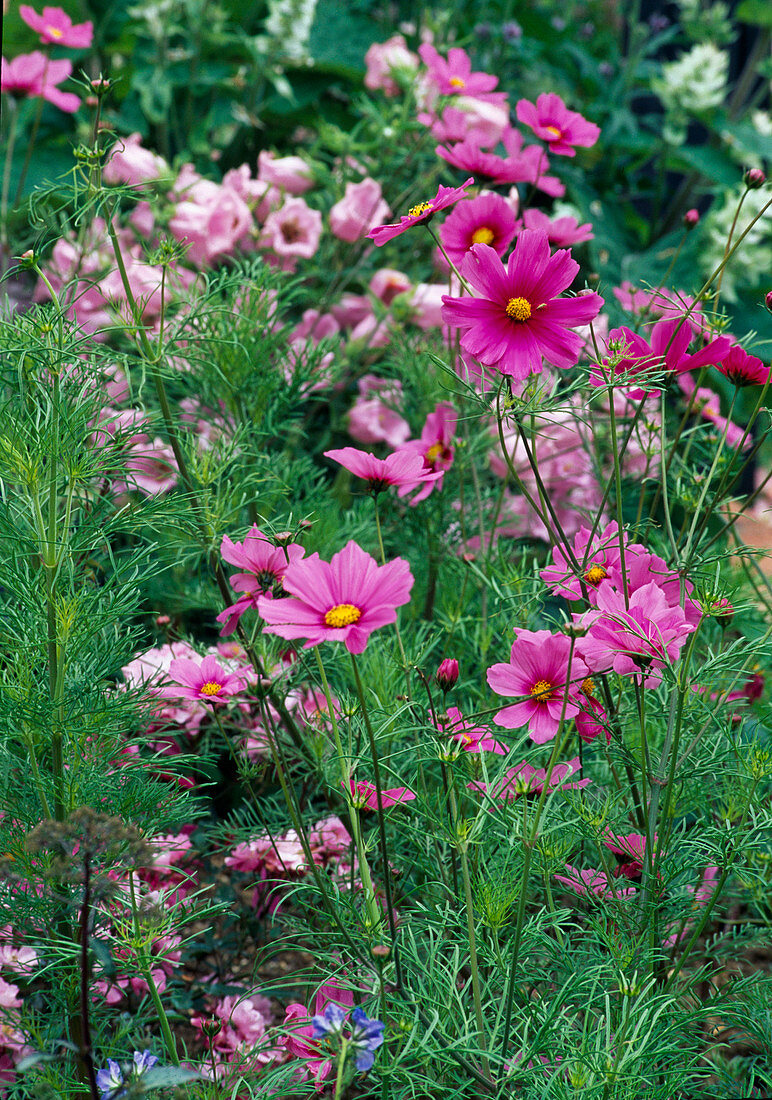 Cosmos bipinnatus (garden cosmos)