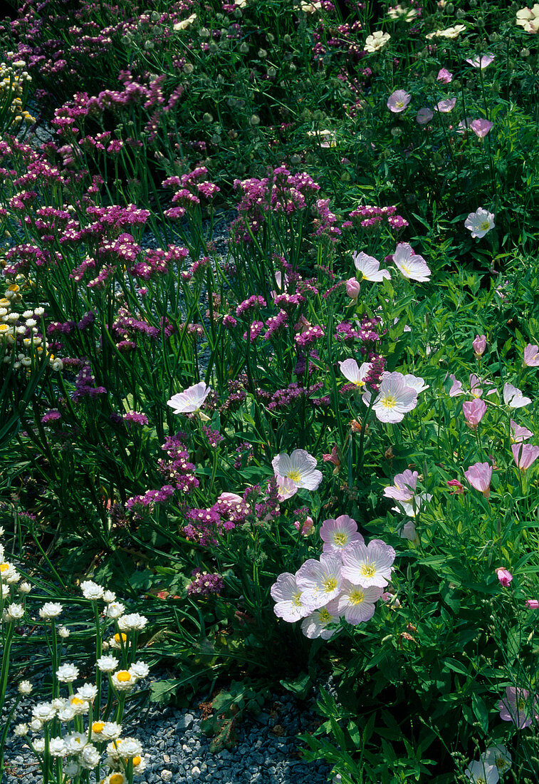 Limonium und Oenothera speciosa