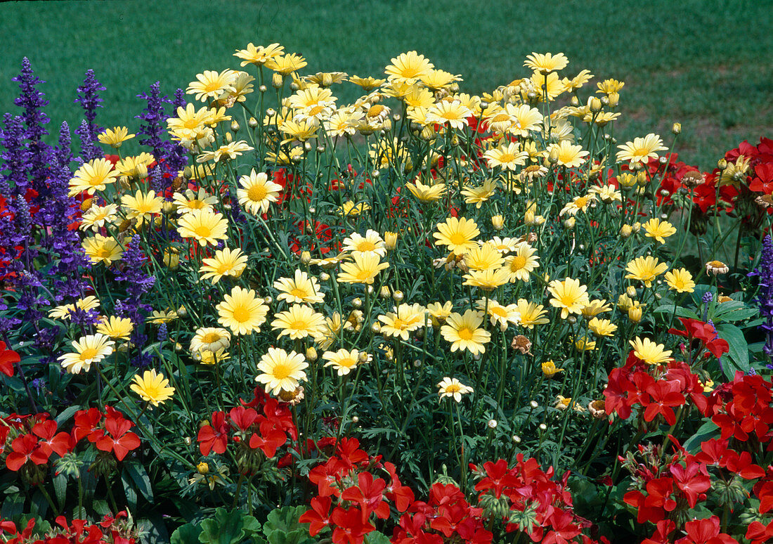 Argyranthemum frutescens (Margerite) mit Salvia farinacea (Mehlsalbei) und Pelargonium zonale (Stehenden Geranien) im Beet