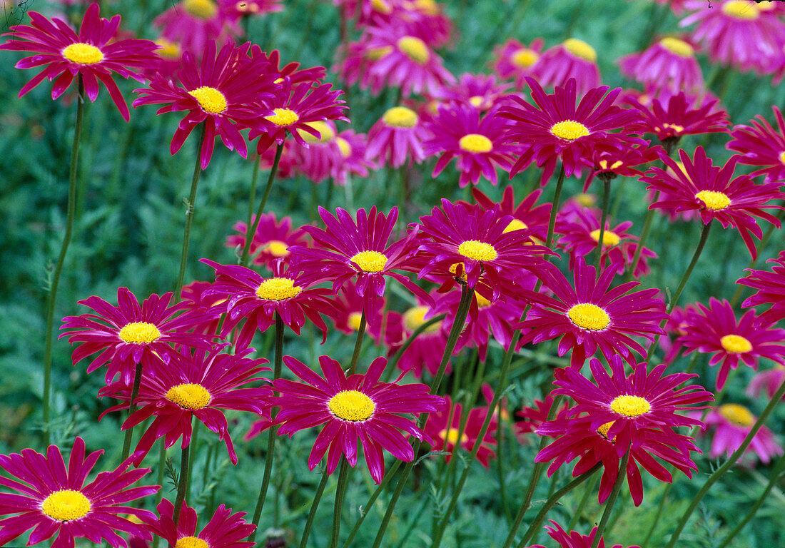 Tanacetum coccineum 'Brenda' (Bunte Garten-Margerite)