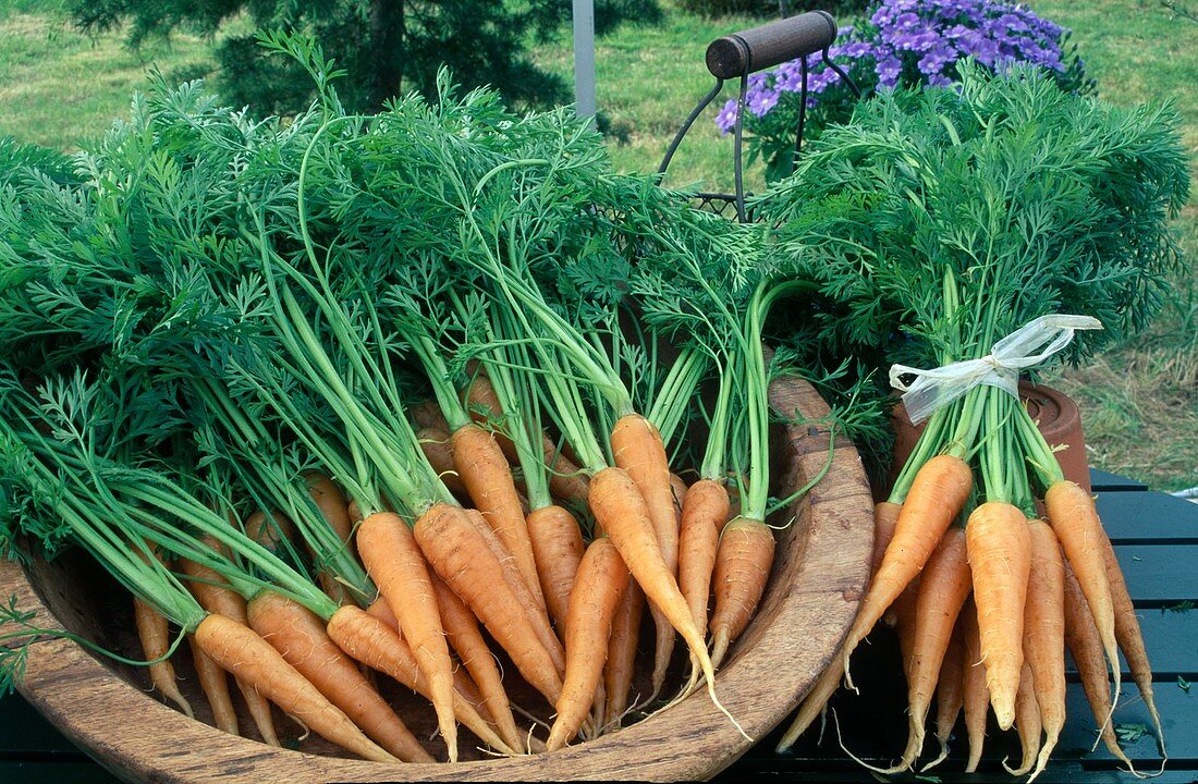 Nach der Ernte gewaschene Möhren, Karotten (Daucus carota) mit Kraut in Schale und als Bund
