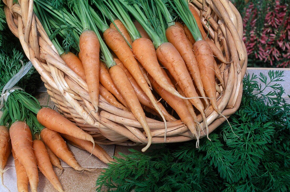 Freshly harvested and washed carrots (Daucus carota)