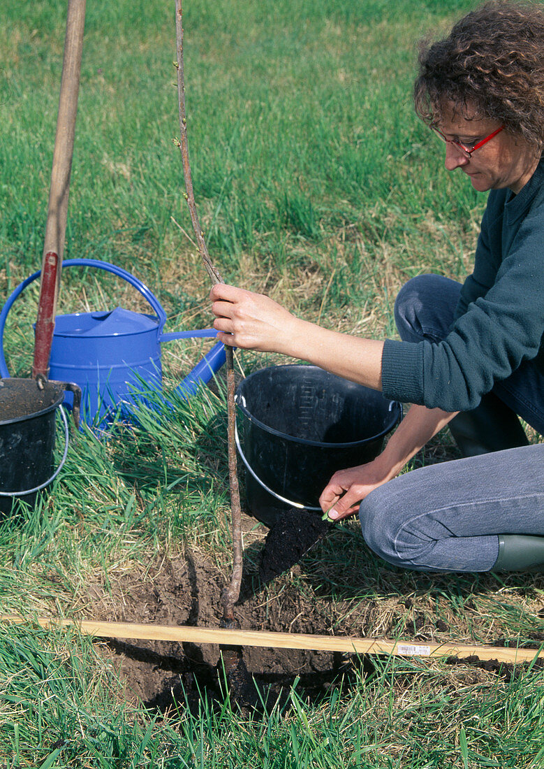 Fruit tree (sweet cherry) planting 4