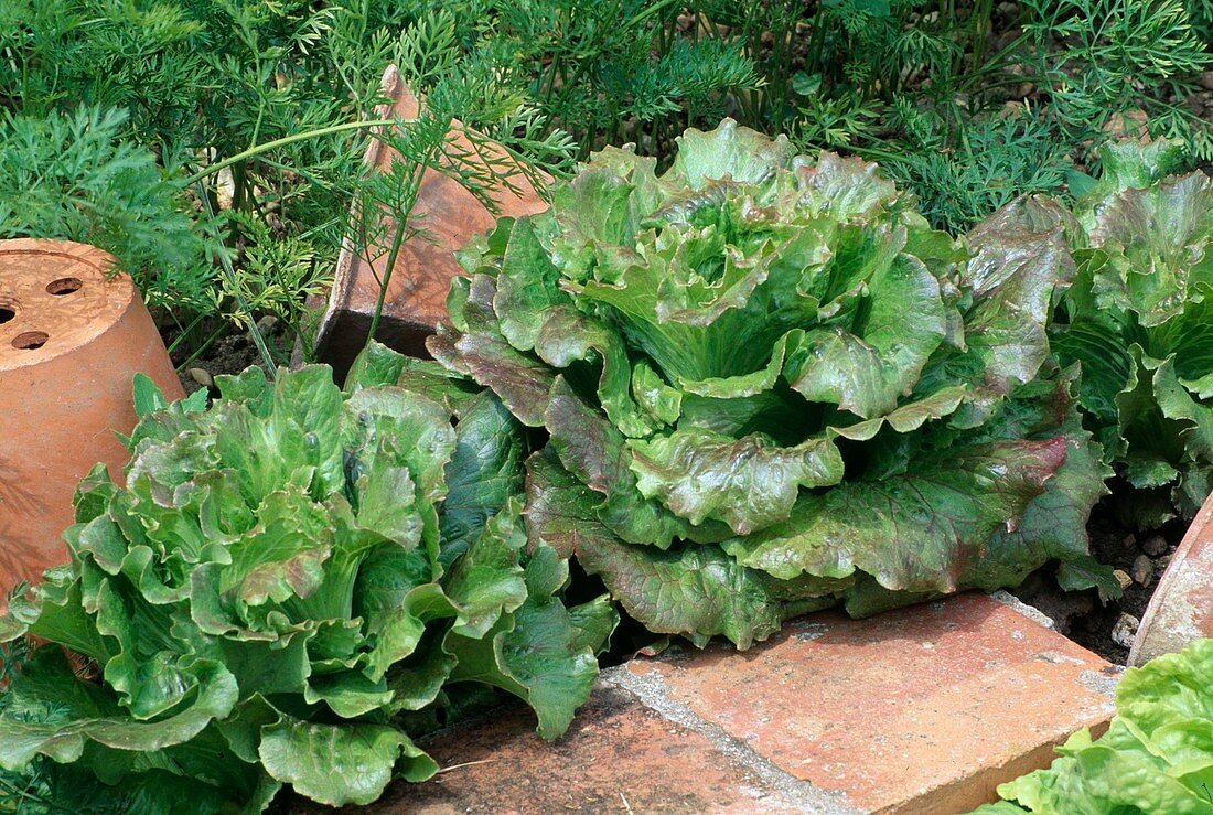 Batavia lettuce (Lactuca sativa var. capitata)