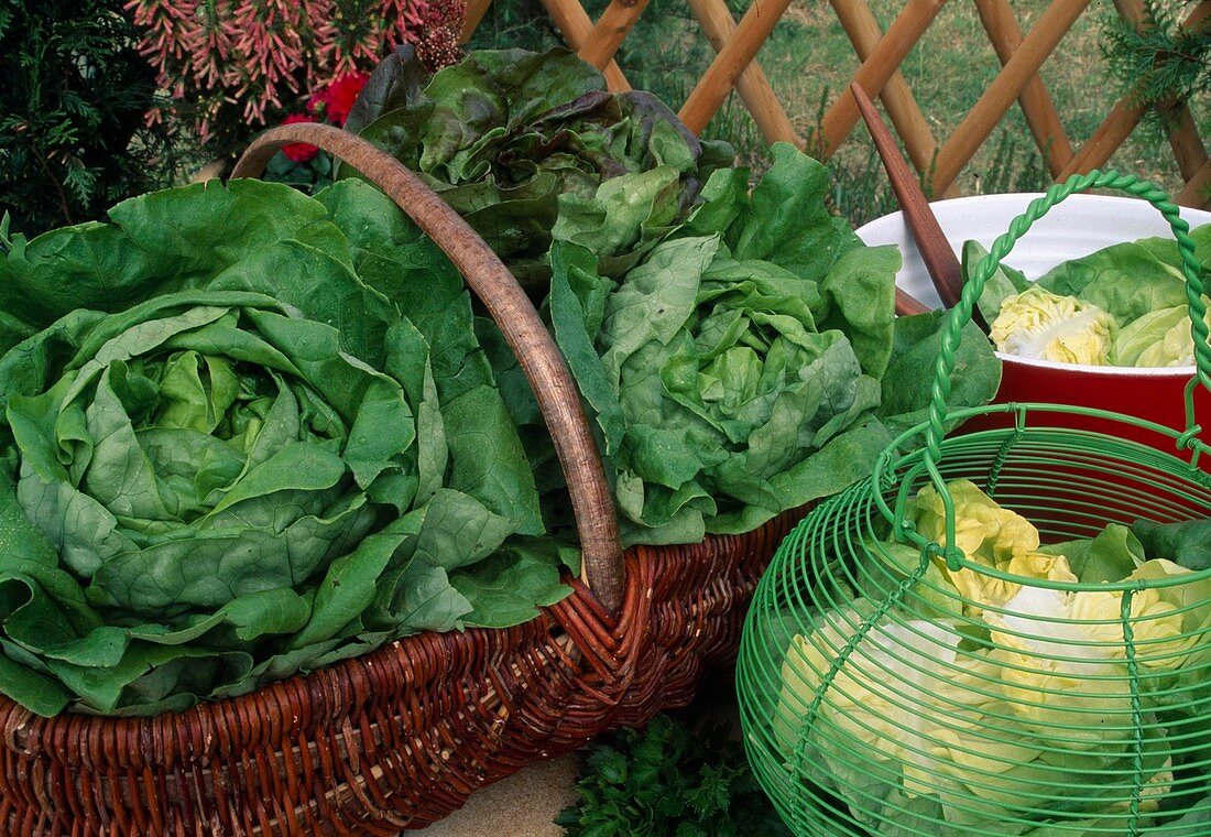 Freshly harvested lettuce (Lactuca) already cleaned and prepared outside on the table