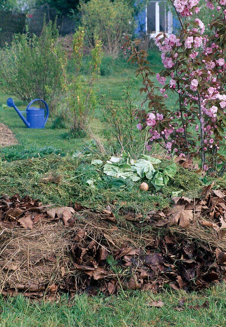 Blühende Prunus (Zierkirsche) neben Kompost aus Grasschnitt, Laub und Küchenabfällen