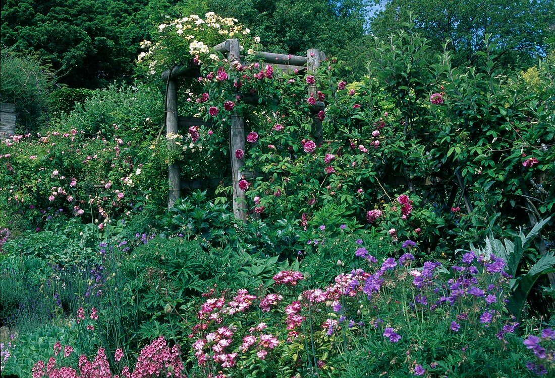 Pink (roses) in bed and on wooden scaffolding, Geranium (cranesbill)