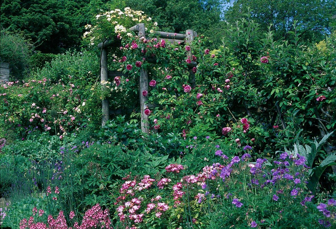 Rosa (Rosen) im Beet und an Holzgerüst, Geranium (Storchschnabel)