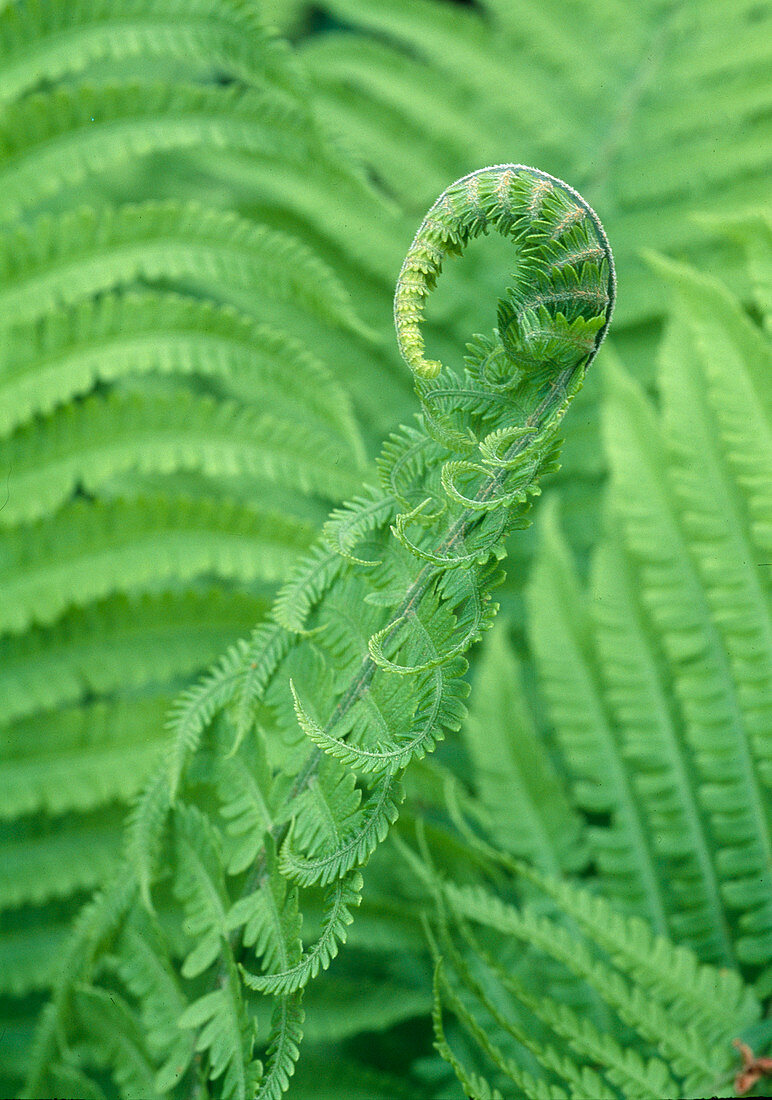 Fern leaf unfurls: Matteuccia struthiopteris (Ostrich fern)