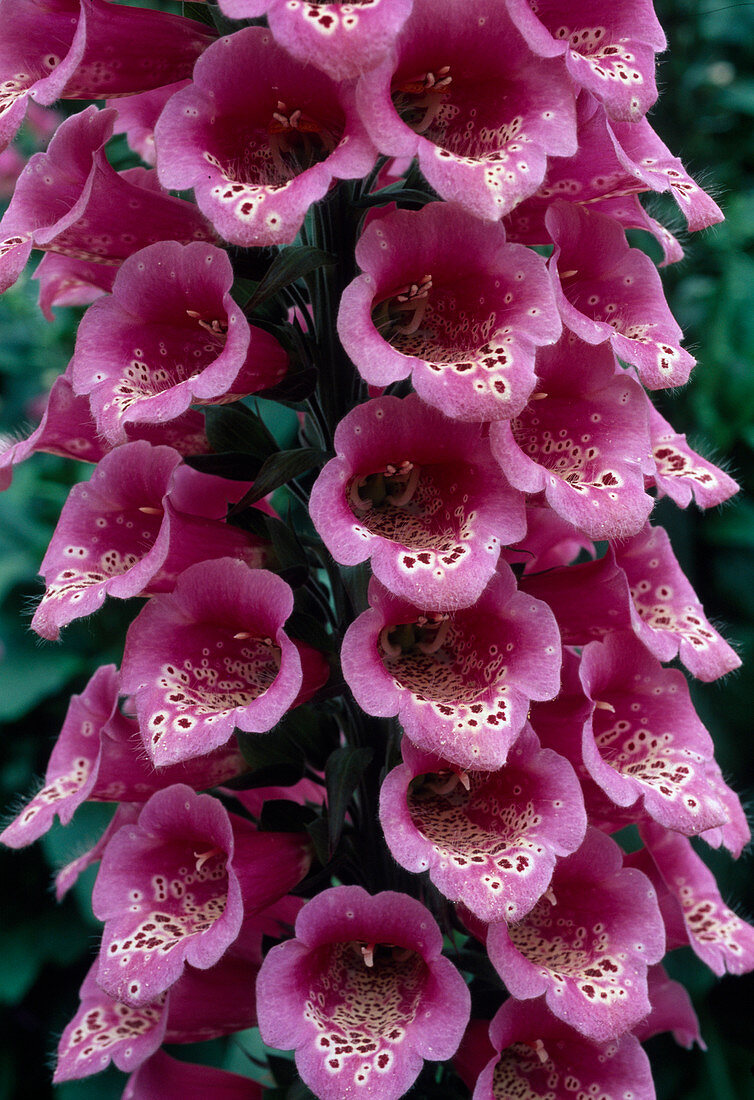 Digitalis purpurea (Fingerhut)