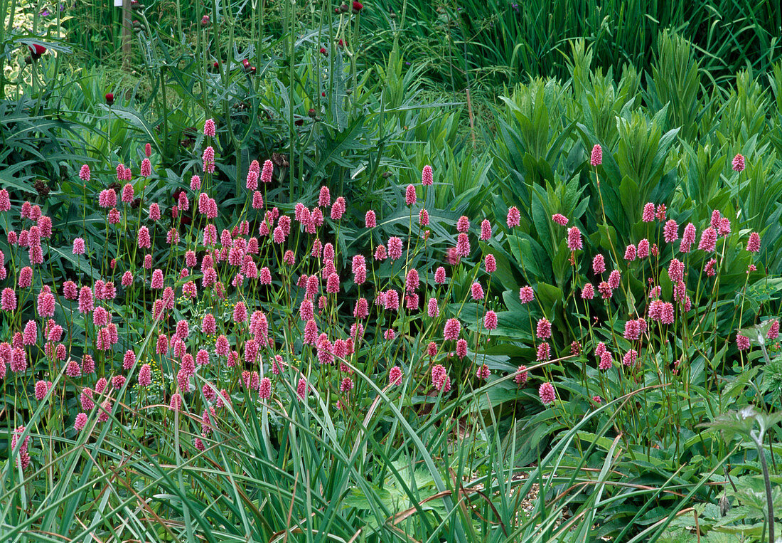 Dwarf serpentine meadow knotweed (Polygonum bistorta) 'Dwarf Shell Pink'