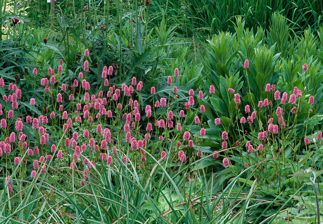 Zwerg-Schlangen-Wiesenknöterich (Polygonum bistorta) 'Dwarf Shell Pink'