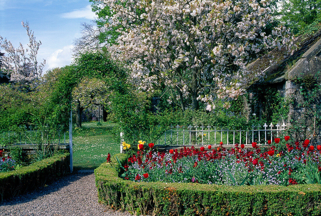 Garden in spring Prunus, Myosotis, Tulipa